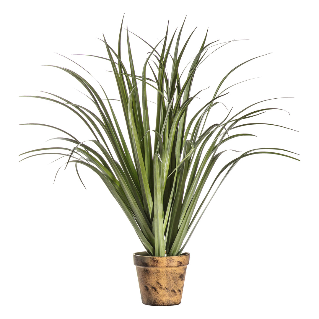 Potted Dracaena Silver Green 850mm