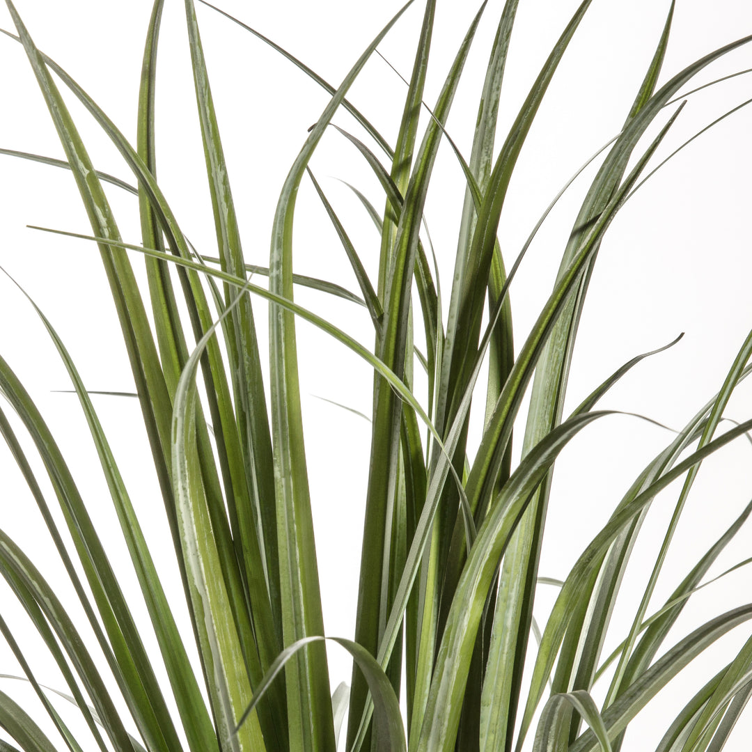Potted Dracaena Silver Green 850mm