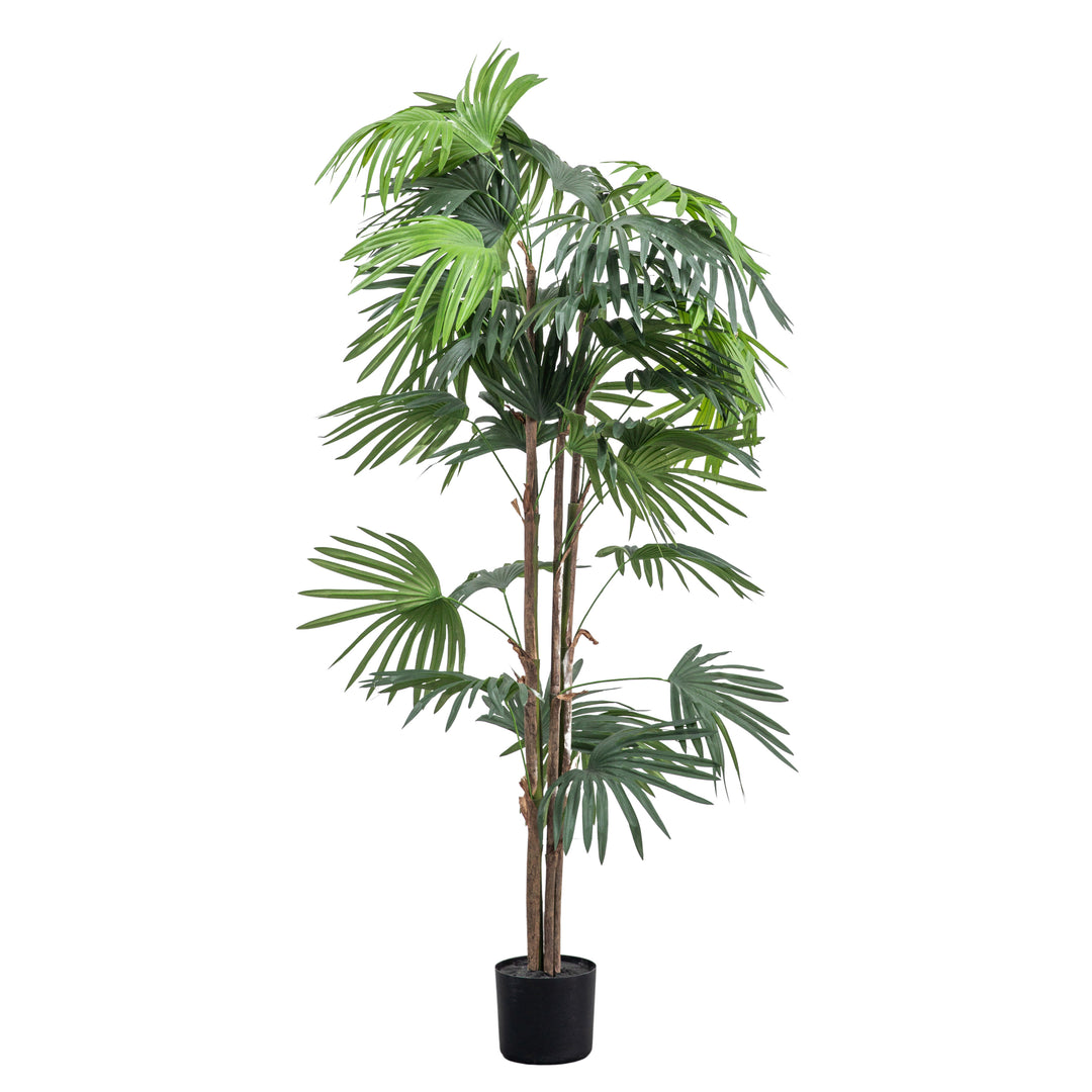 Chinese Fan Palm H1680mm